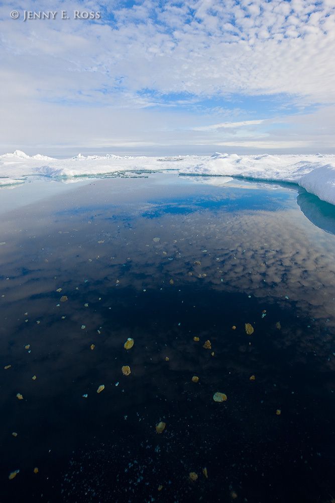 Aggregations of ice algae and plankton, floating in the Arctic Ocean