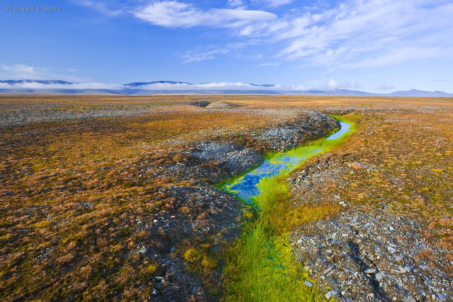 Arctic Tundra, Frost-Wedging Features, Thawing Permafrost,Wrangel Island, Russia