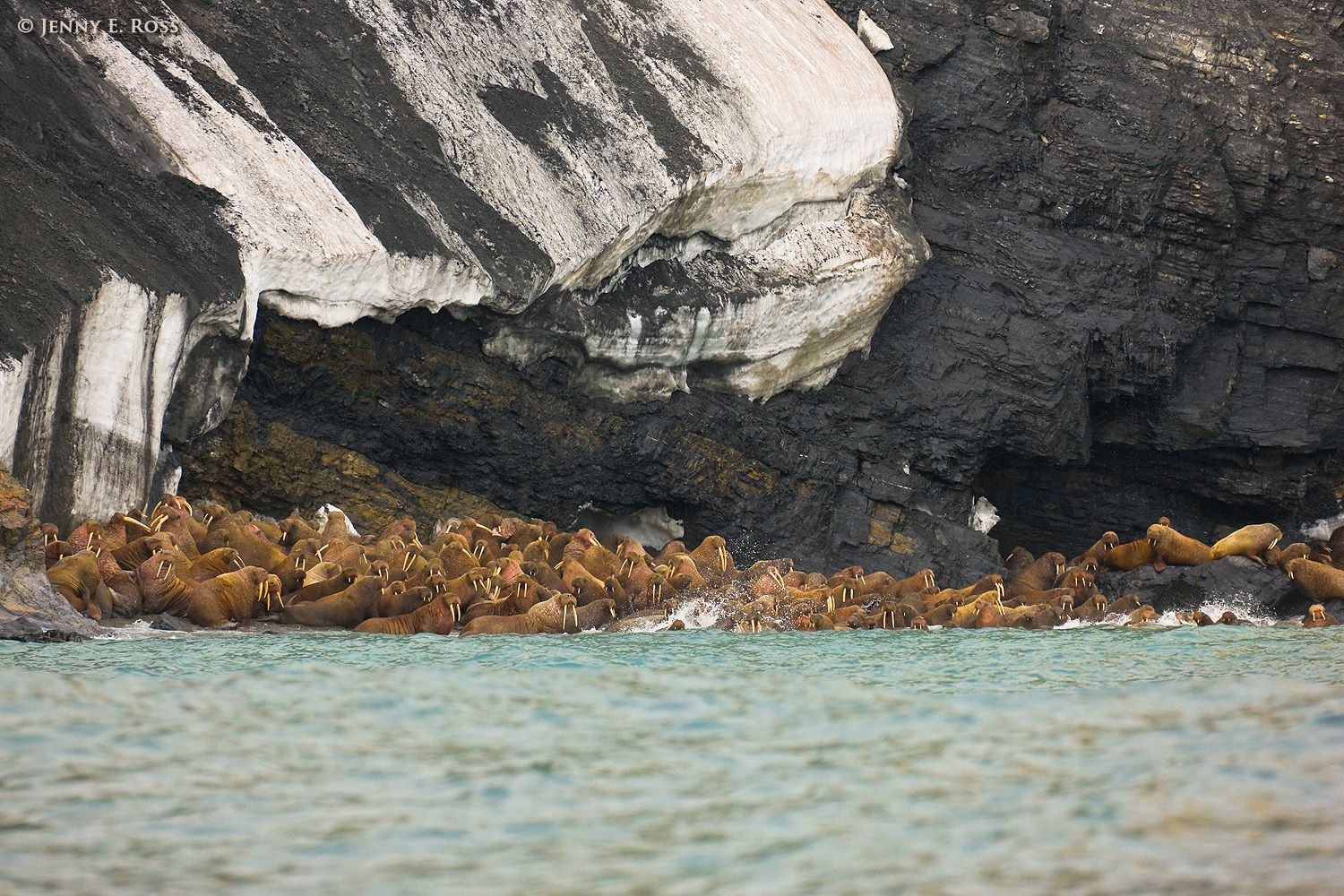 Pacific Walruses, Wrangel Island, Chukchi Sea, Russia