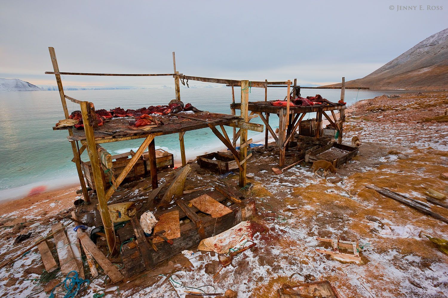 Walrus and seal meat from subsistence hunting being stored in the cold air on elevated wooden platforms to prevent scavenging by animals.