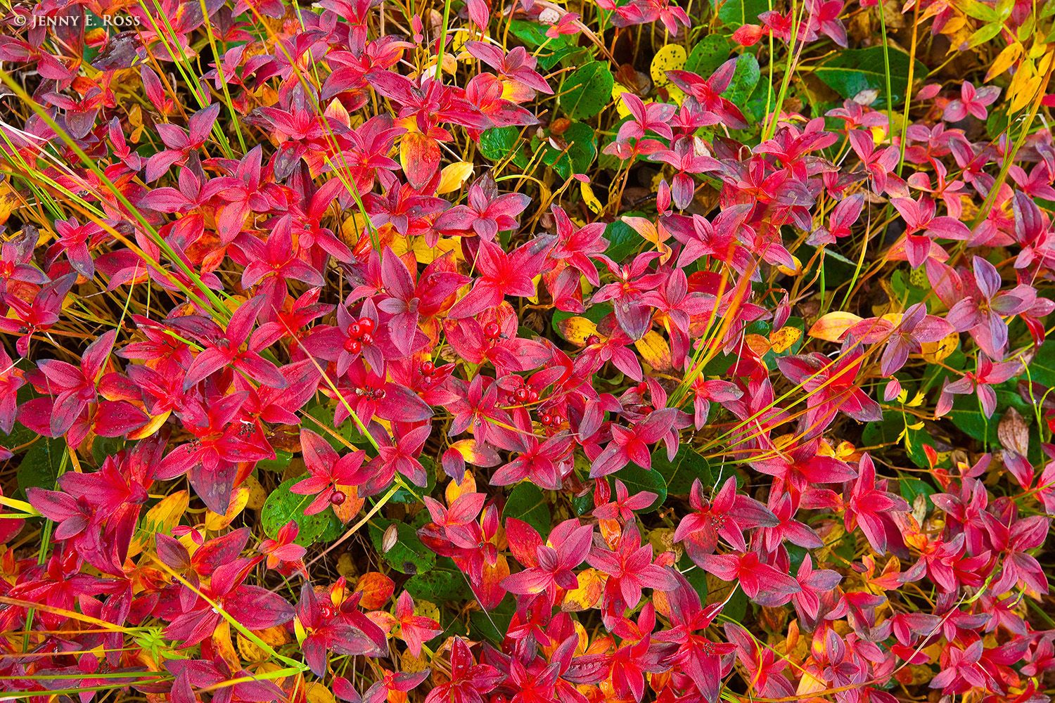 Tundra plants in autumn colors, Cape Navarin, Bering Sea, Russia.