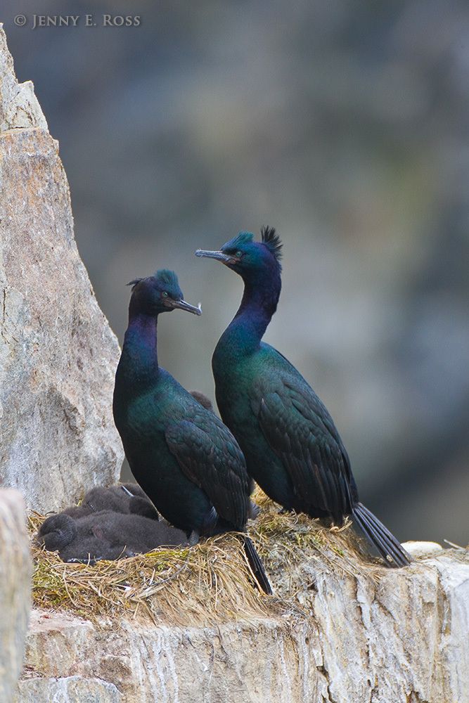 Nesting Pelagic Cormorants, Kolyuchin Island, Chukchi Sea, Russia.