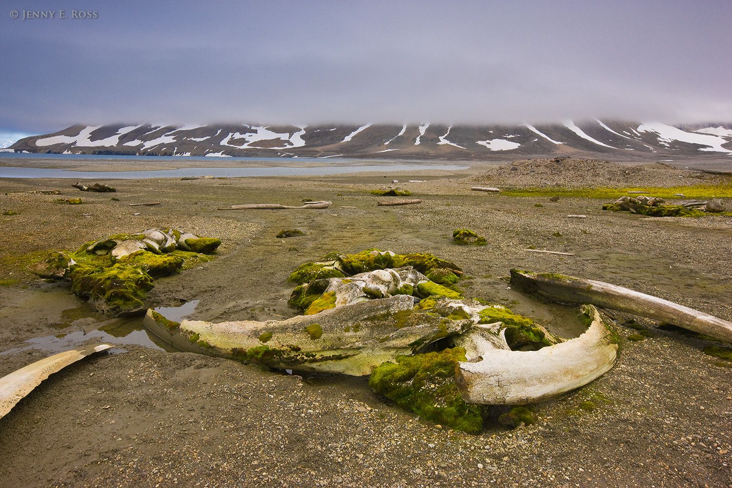 Ancient bowhead whale (Balaena mysticetus) bones lie on the ground, slowly decomposing, near the remains of a 17th century whaling station at Gåshamna, Hornsund, Spitsbergen, Svalbard Archipelago, Norway.