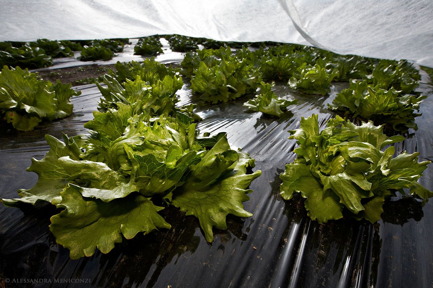 Lettuce growing at Upernaviarsuk Agricultural Research Center, Qaqortoq, South Greenland.