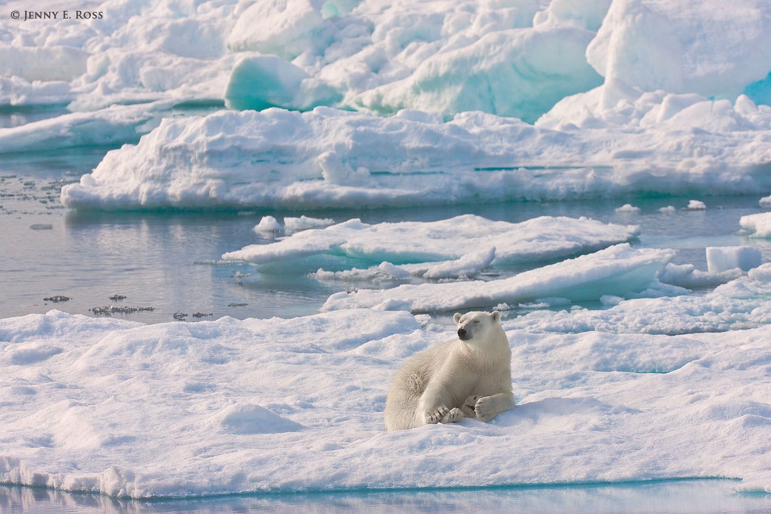 Adult female polar bear (Ursus maritimus) resting on sea ice next to an open lead.