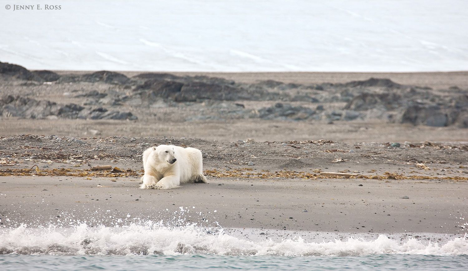 A young adult male polar bear (Ursus maritimus) stranded ashore on Storoya in Norway's Svalbard Archipelago due to lack of sea ice.