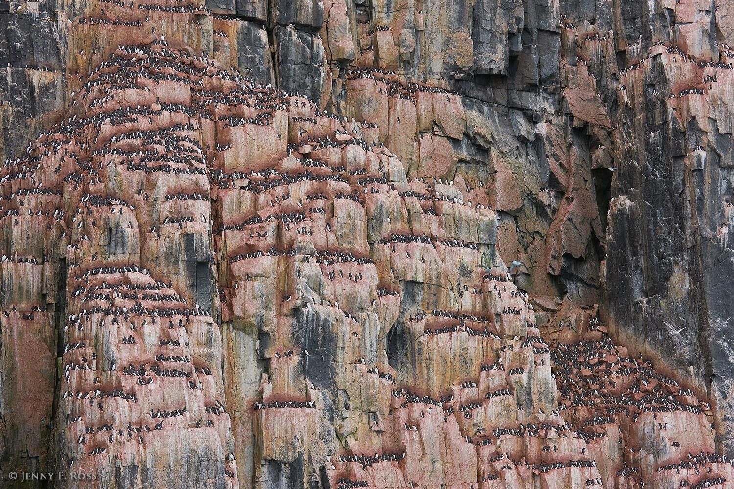 Nesting Brunnich's Guillemots (Uria lomvia, aka Thick-billed Murre), at Alkefjellet in Hinlopenstretet, Svalbard Archipelago, Norway.