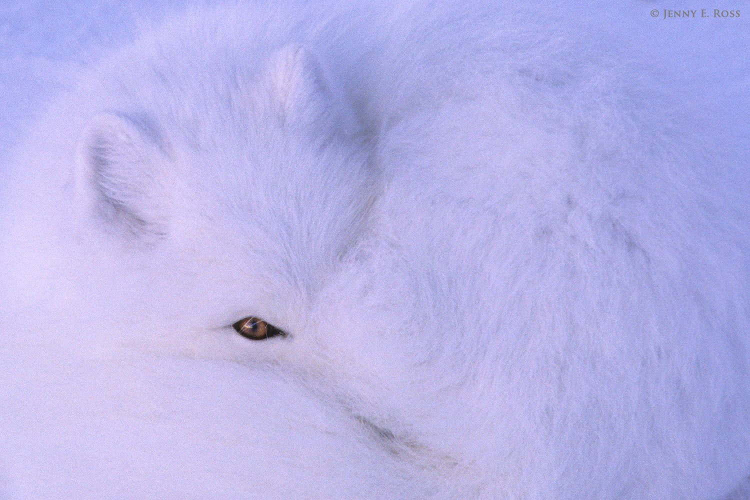 An adult Arctic Fox (Vulpes lagopus), in white winter pelage, resting in snow near the shore of Hudson Bay at sunset.