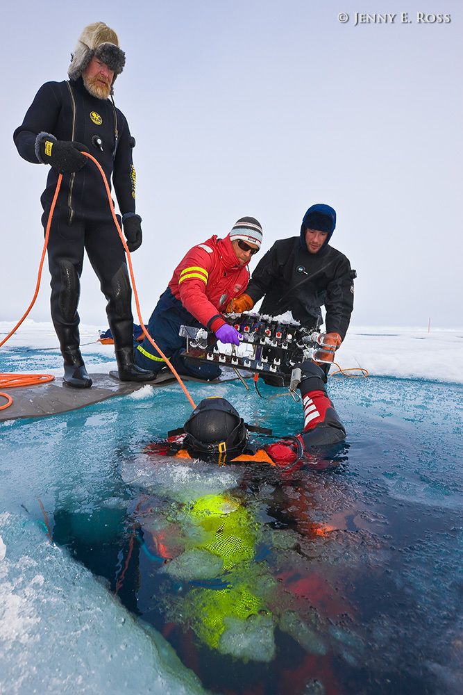 Dr. Philipp Assmy (in red, kneeling on the ice), a Norwegian Polar Institute biological oceanographer and plankton ecologist, and NPI scientific divers Haakon Hop (standing), Peter Leopold (in black, kneeling on the ice), and Rupert Krapp (in the water) work on an experiment involving timed incubation of ice algae samples beneath a large floe of sea ice in the Arctic Ocean. The samples were initially harvested from under the ice in this location, and then treated with a chemical marker which would enable Dr. Assmy to quantify subsequent growth. The aim of the experiment was to assess biological productivity (i.e., ice-algae growth rates) under different ice types and thicknesses, and in varying light conditions. Ice algae are a crucial foundational component of the Arctic food chain, and are threatened by loss of sea ice due to climate change. This work was done during NPI's 2012 "ICE" (Ice, Climate, Ecosystems) expedition in July-August 2012. Scientific research on arctic sea ice, central polar basin, Arctic Ocean