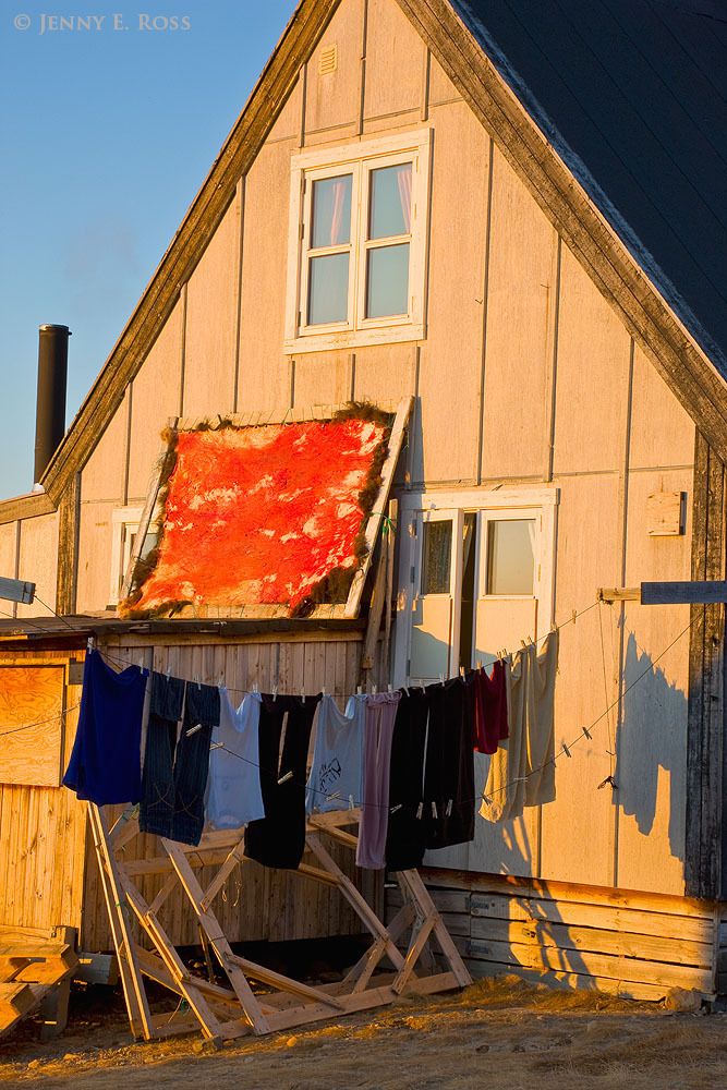 A musk ox (Ovibos moschatus) pelt, stretched on a wood frame, drying in the sun outside the house of an Inuit hunter in Qaanaaq, Northwest Greenland.