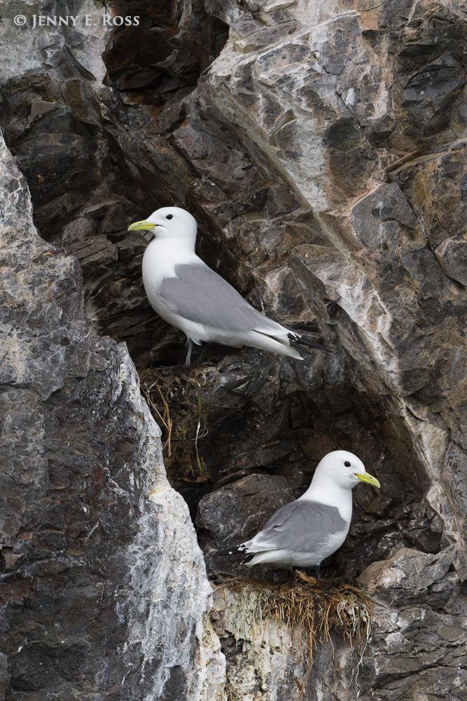 Black-legged Kittiwakes (Rissa tridactyla) at their nests on a cliff above the ocean, Prince William Sound, Alaska.