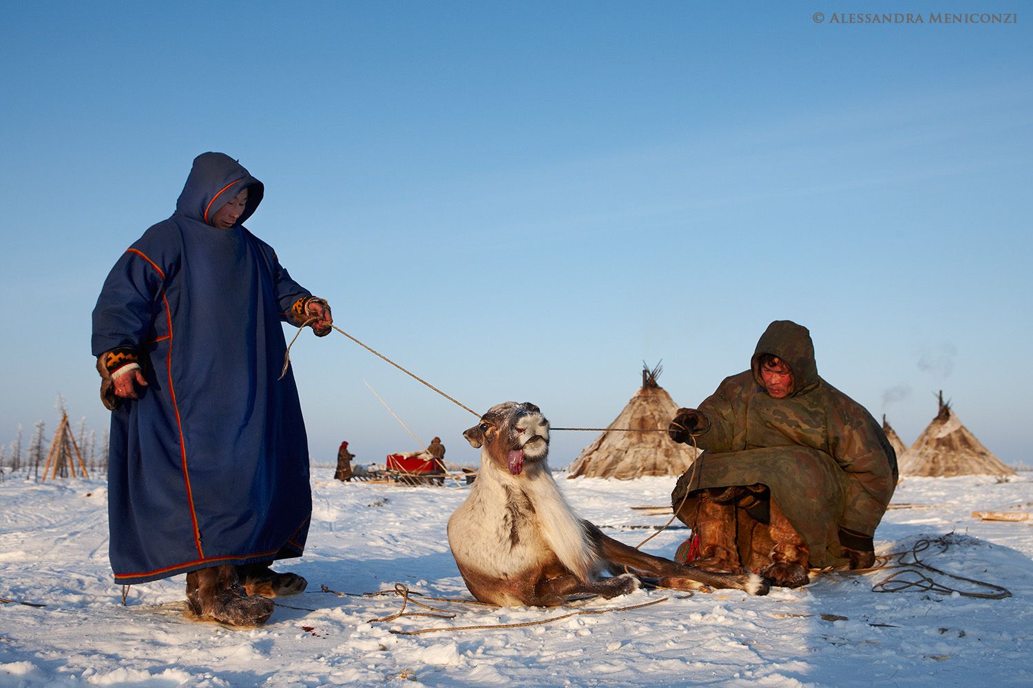 Yamal Peninsula, Siberia, Russian Federation. Nenet herders slaughtering one of their reindeer for food, by strangling it.