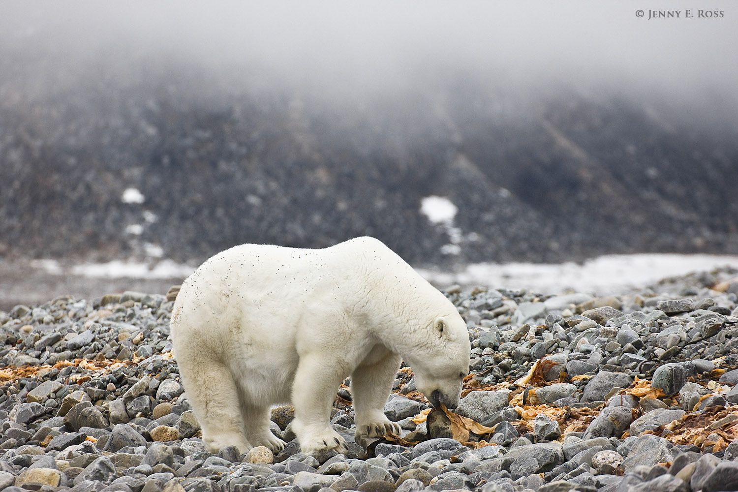 A large adult female polar bear snacks on seaweed while stranded ashore due to lack of sea ice.