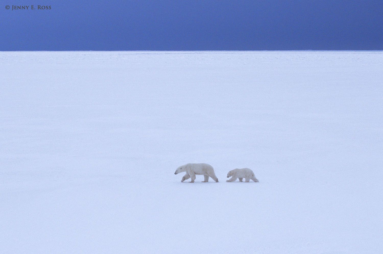 Polar bear (Ursus maritimus) mother and yearling cub traveling on sea ice.