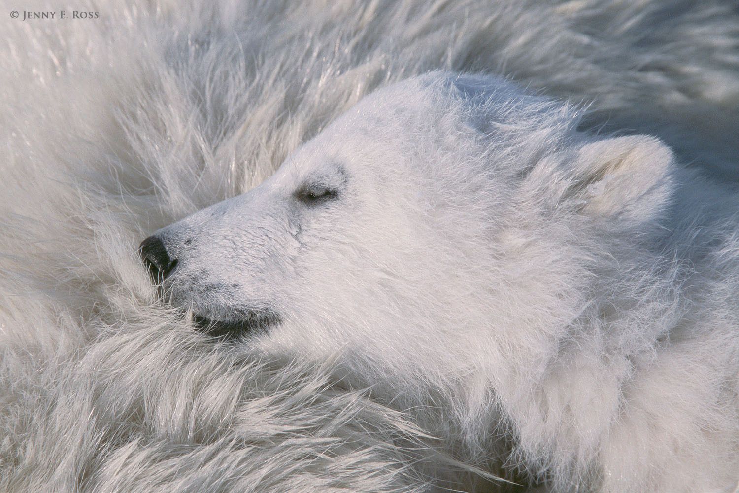 Young polar bear cub, about 3-4 months old, sleeping with her head resting on her mother.