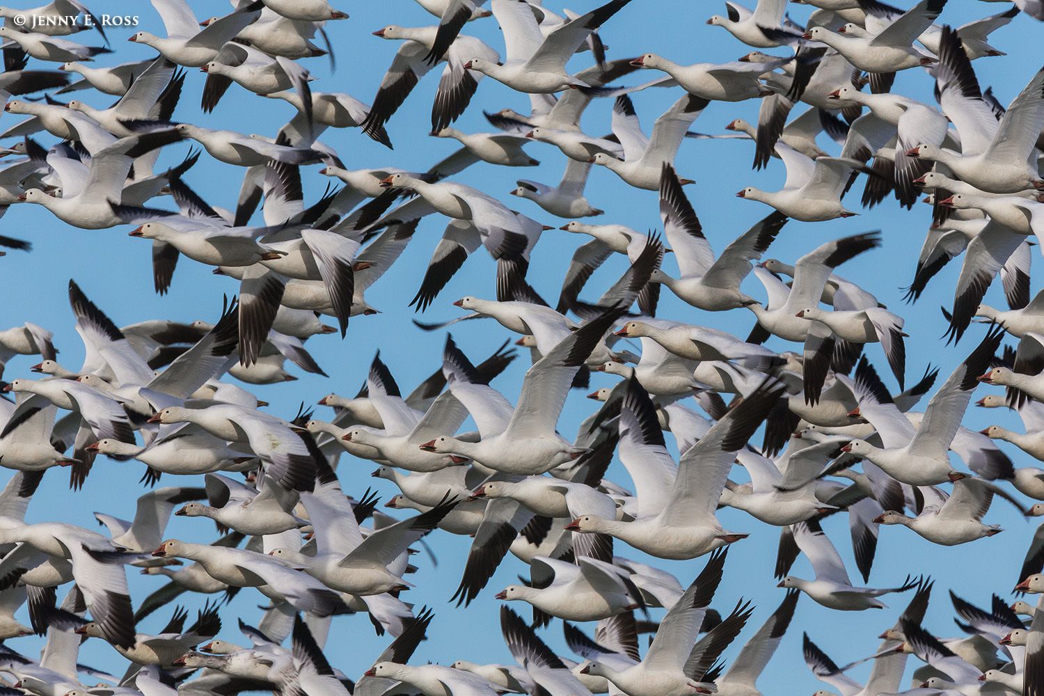 A flock of Snow Geese (Chen caerulescens) lifting off into flight.