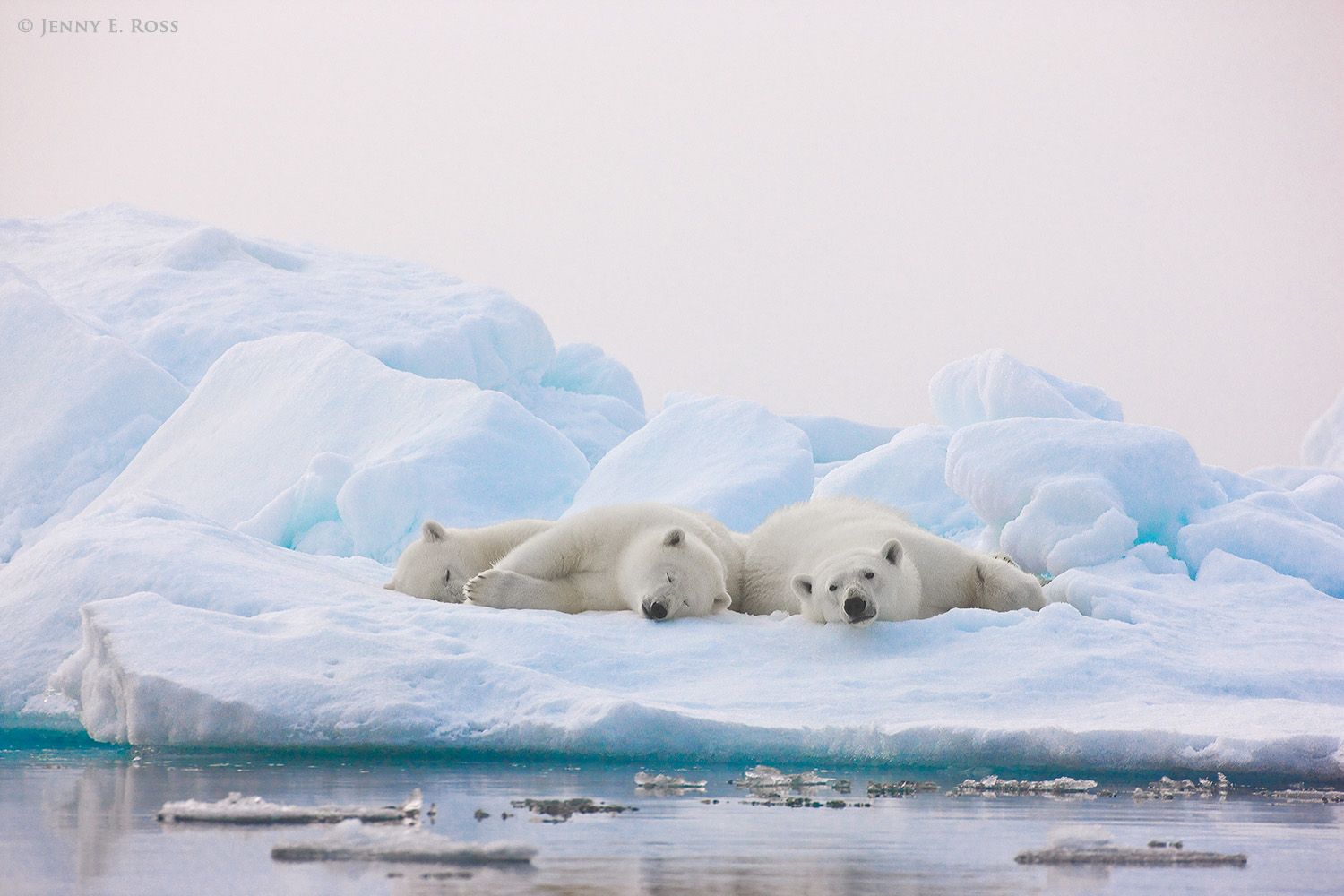 A polar bear mother (on right) and her twin cubs (about 2 years old) rest on a floe of sea ice in heavy fog at twilight, in the Arctic Ocean above 81-degrees North.