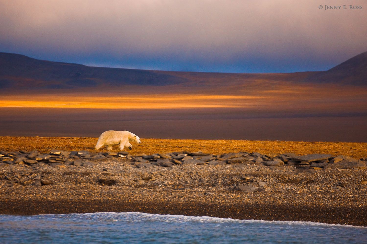 An adult male polar bear wanders along the ice-free shoreline of Wrangel Island in the Russian High Arctic, stranded there due to lack of sea ice.