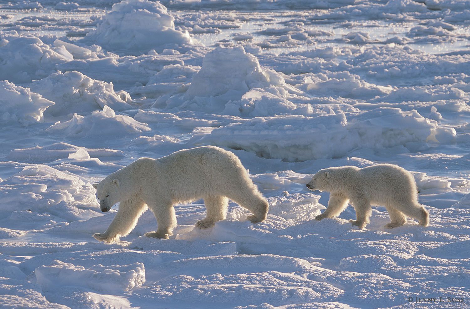 Polar Bears 3 - Life On Thin Ice