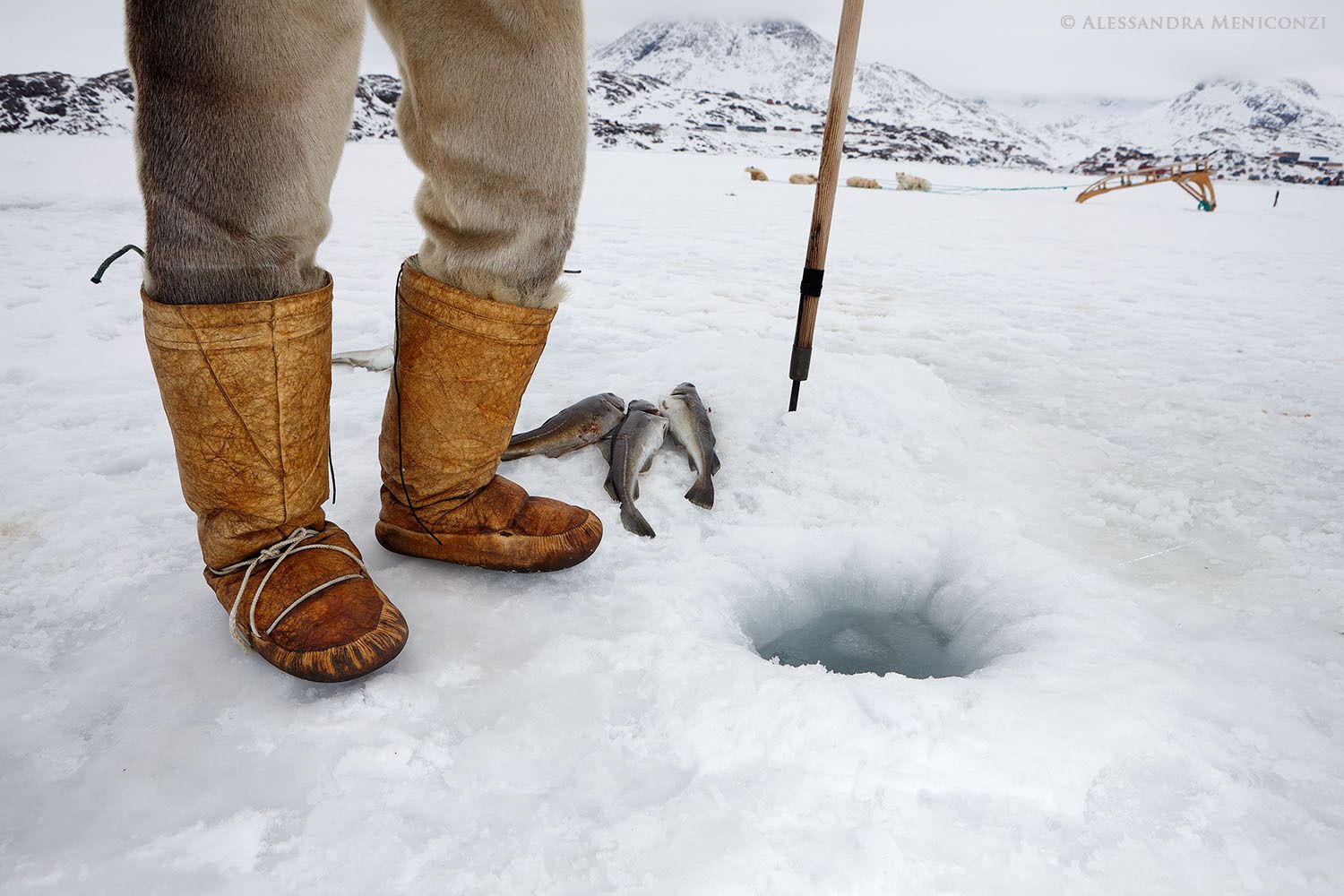Using the traditional jigging method, an Inuit fisherman catches cod through a hole in the sea ice at Kong Oscars Havn, Tasiilaq Fjord, southeast Greenland.