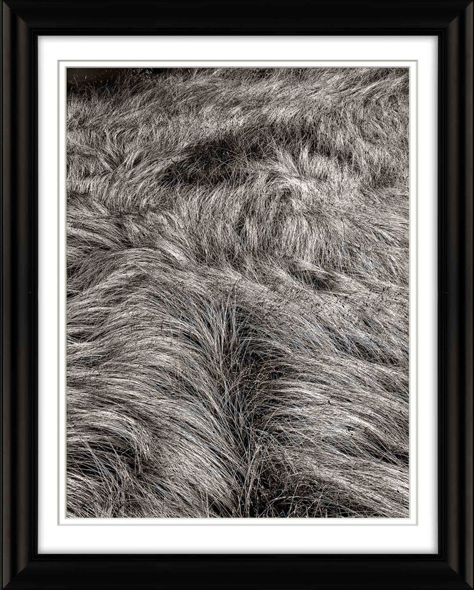 GRASSES, VINEYARD HAVEN, MARTHA'S VINEYARD, MA Frame-Grass-as-Dog's-Back-opt-sm.jpg