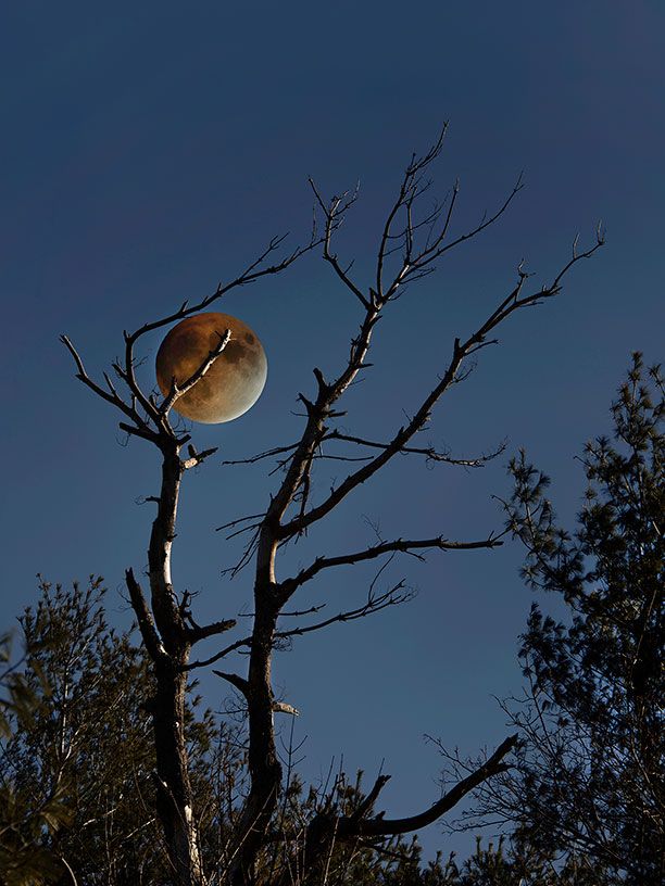 Lunar-Eclipse-and-Tree-for-Livebooks.jpg