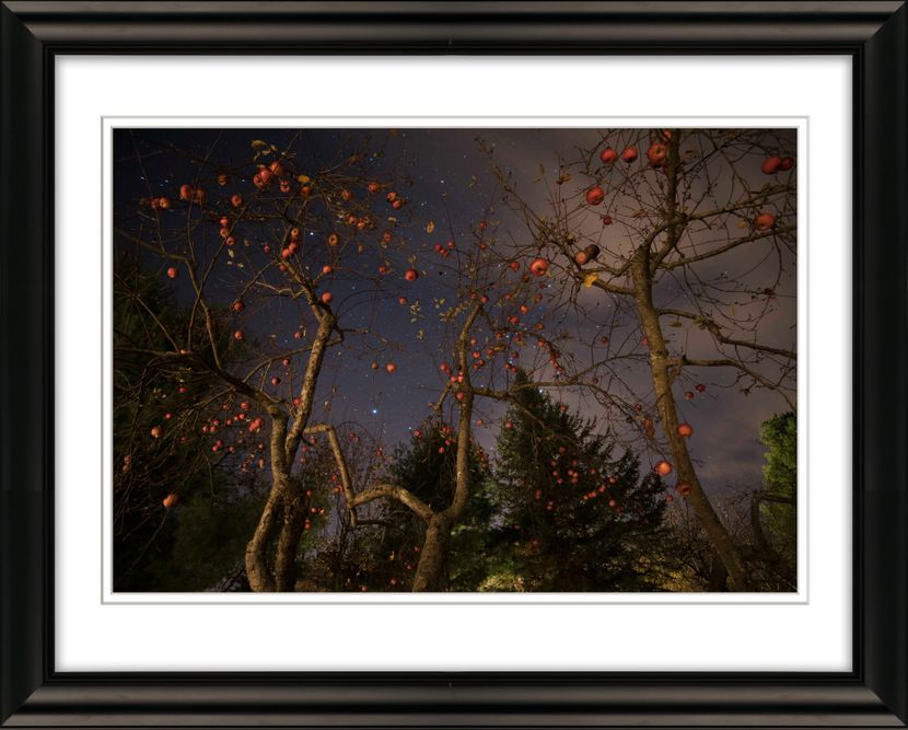APPLE ORCHARD AT NIGHT WITH STAR IN BACKGROUND, PIONEER VALLEY, WESTERN MA. DSC9669 Orchard at Night Opt.jpg