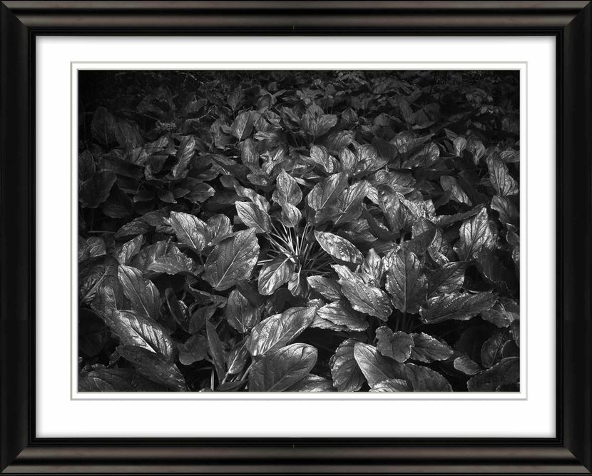 SKUNK CABBAGE OFF MIDDLE ROAD, CHILMARK, MARTHA'S VINEYARD, MA Framed-Skunk-Cabbage-Martha's-Vineyard-Livebooks-opt-sm.jpg