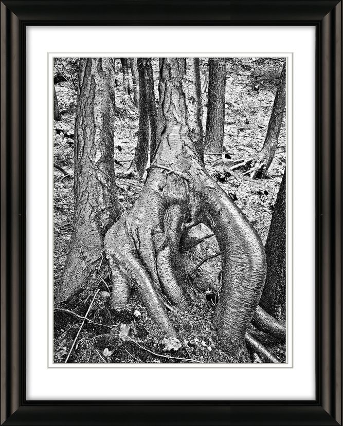 TREE STUDY, PIONEER VALLEY, WESTERN MA # 007620 Hillside, Amherst.jpg