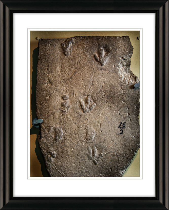 "NOAH'S RAVEN", BENESKI MUSEUM, AMHERST COLLEGE. FIRST DINOSAUR FOOT PRINTS FOUND IN PIONEER VALLEY, WESTERN MA _Frame-#0965-Noah's-Raven-Dinosaur-Foot-Prints-opt.jpg
