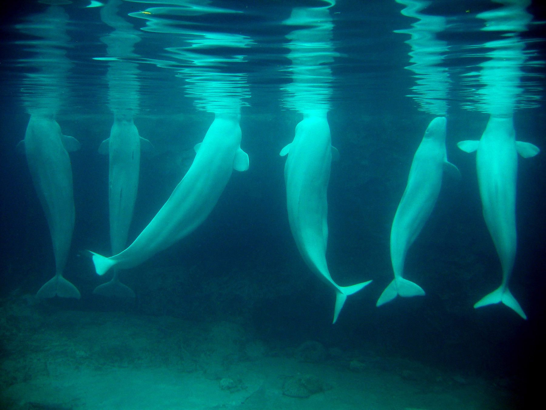 1belugas.jpg