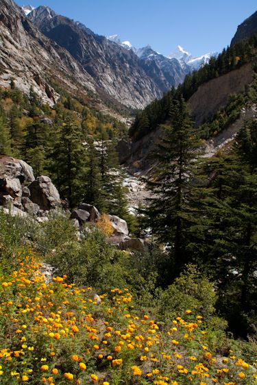1Gangotri_to_Chirabasa_5113.jpg