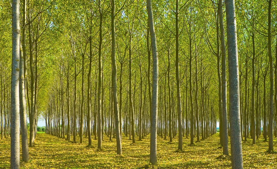 N O R T H E R N    I T A L Y