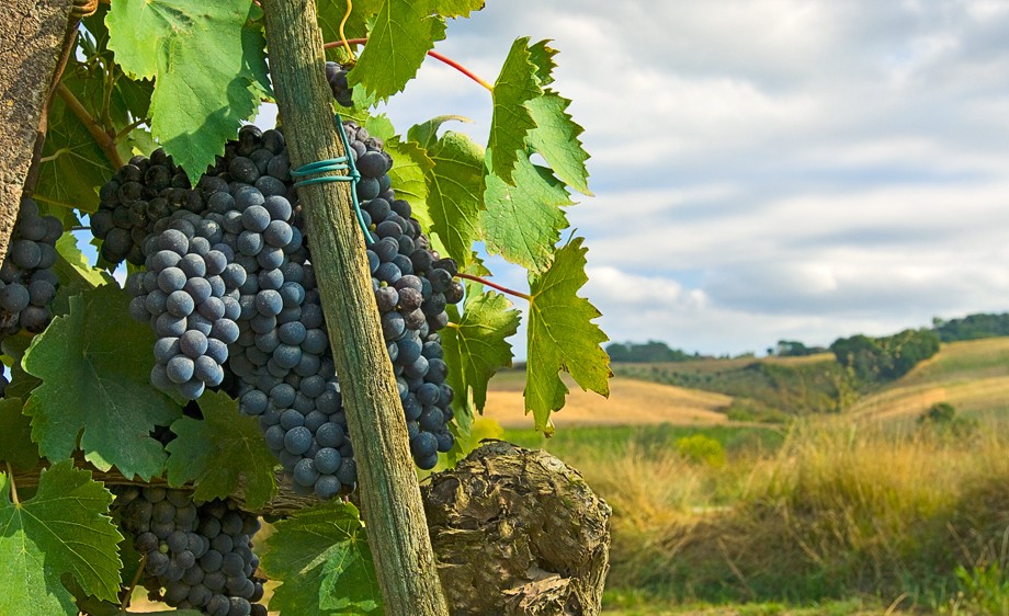 T U S C A N Y  L A N D S C A P E S  # 6