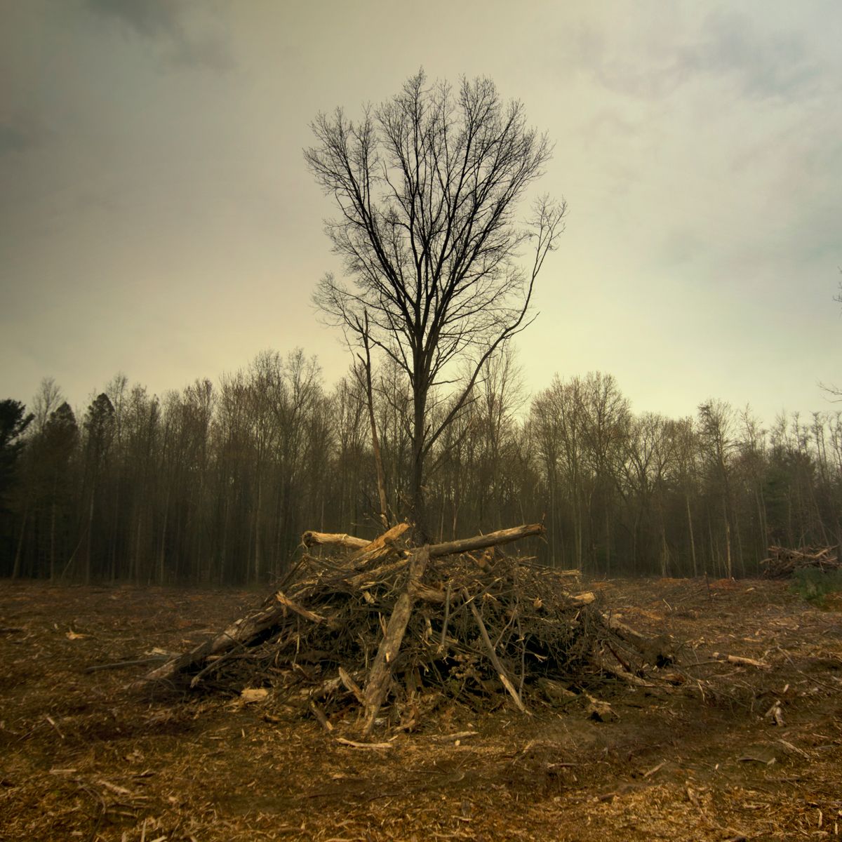 Oak openings (treee 2).jpg
