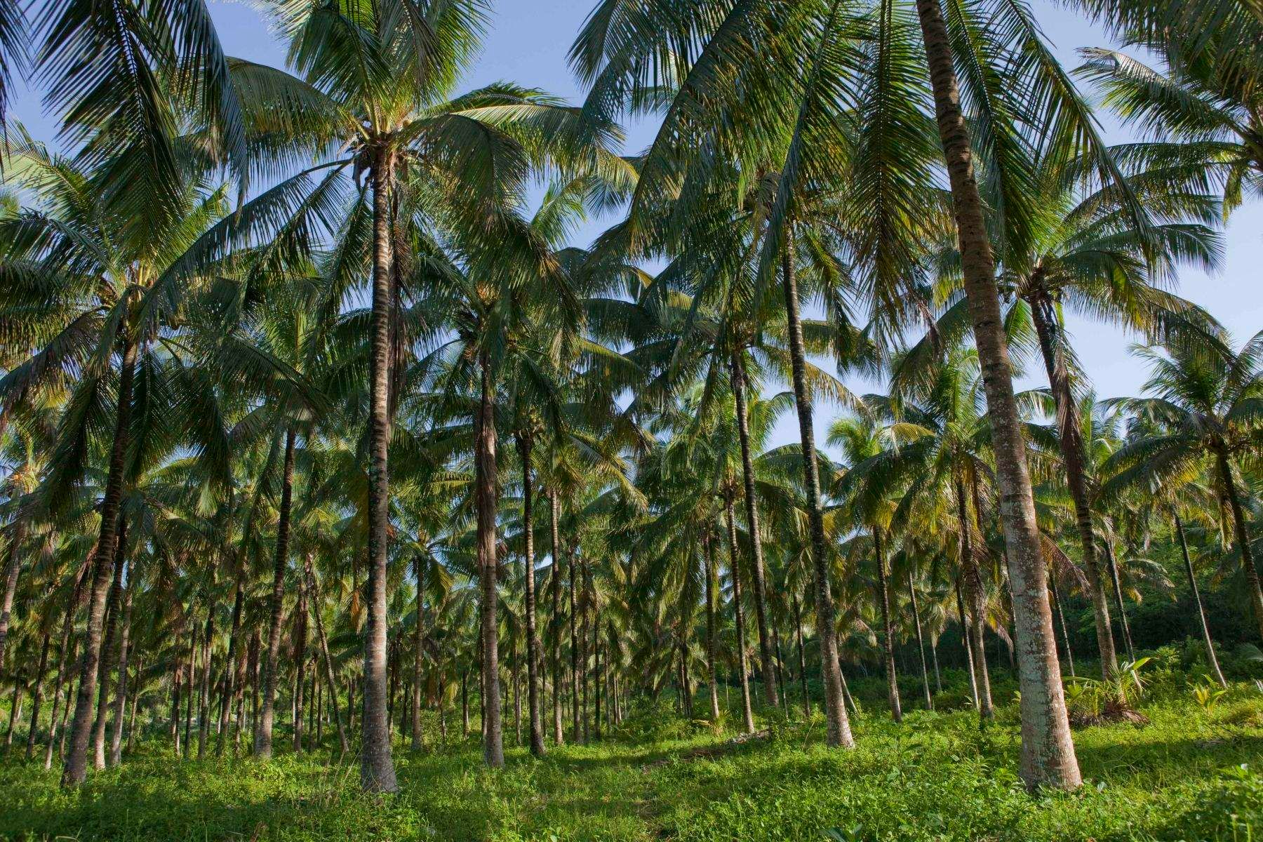 Coconut Tree Plantation