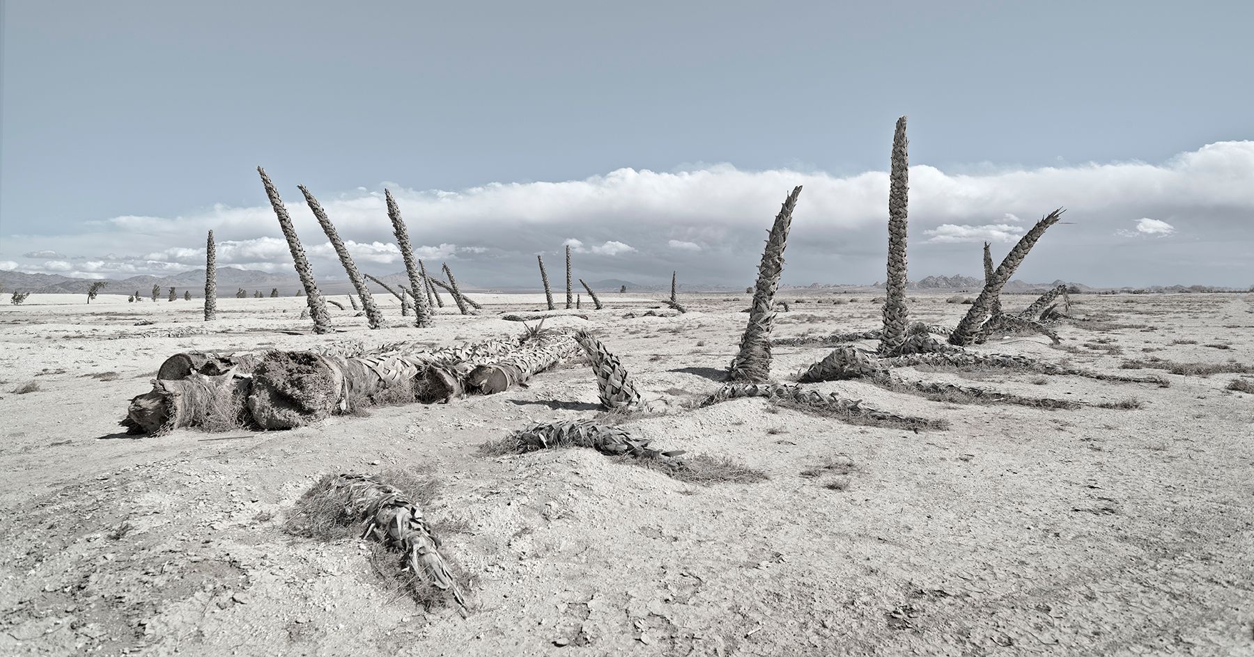 LUCERNE PALMS 01.jpg