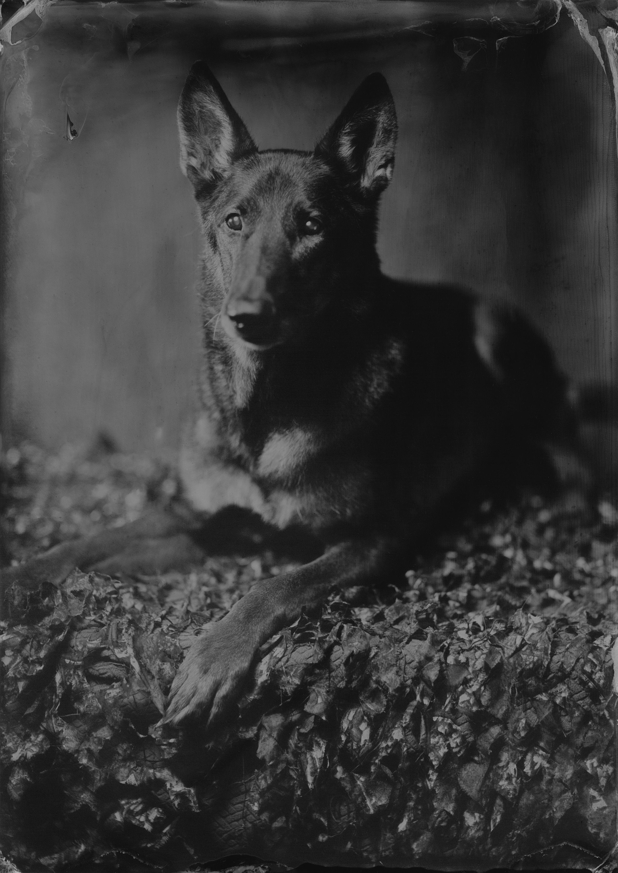 VALOR 01 WETPLATE 2024.jpg