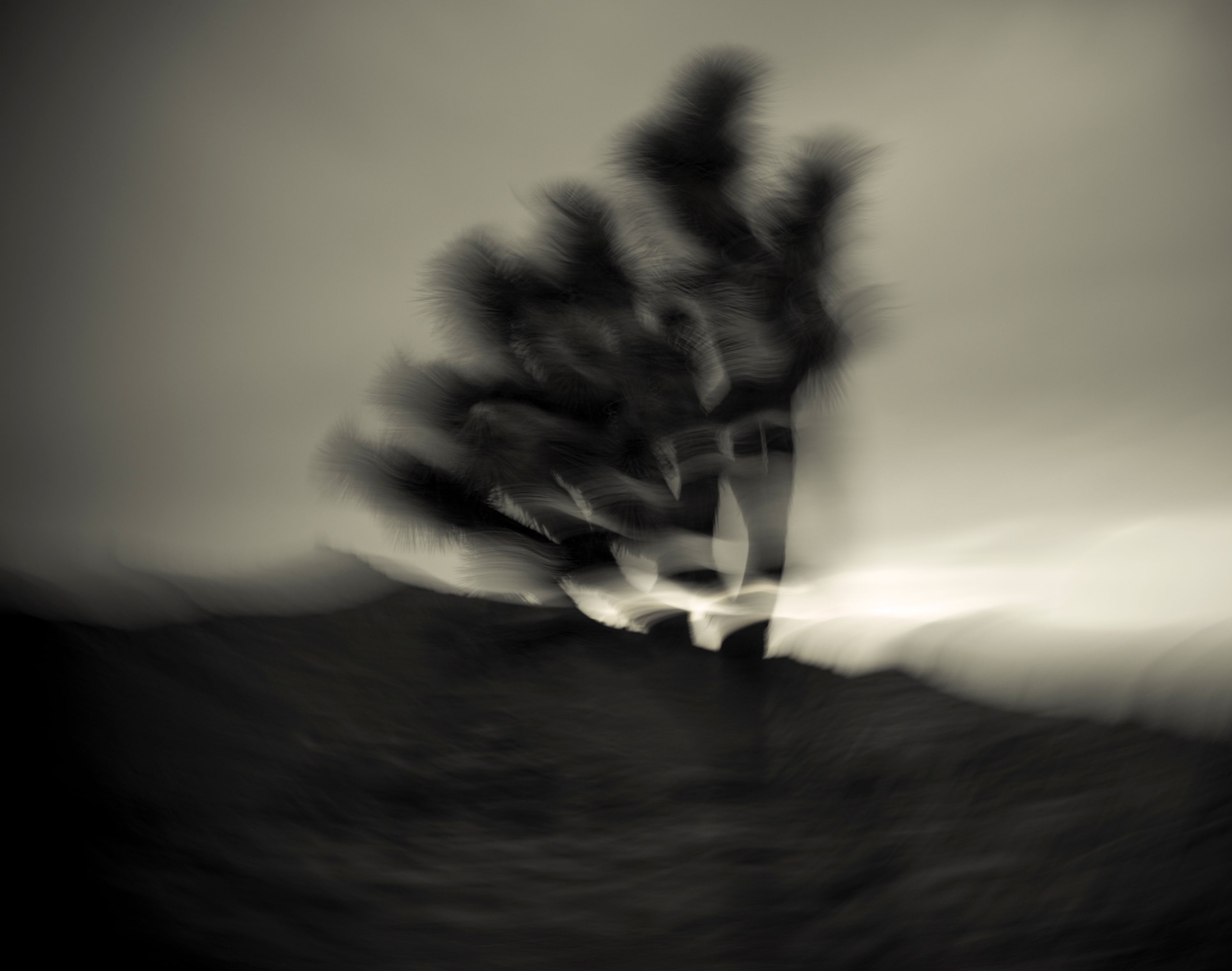 L1040084 JOSHUA TREE BLUR 3 CROP.jpg