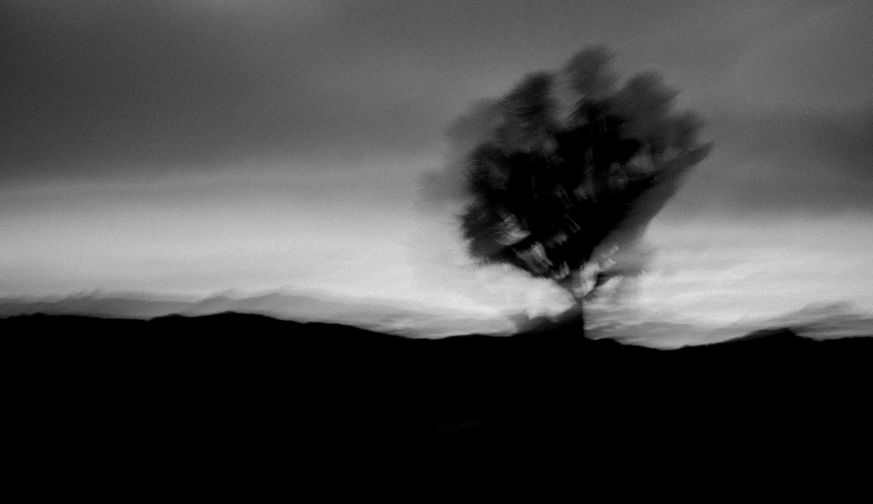 L1040352-2 JOSHUA TREE BLUR 02.jpg