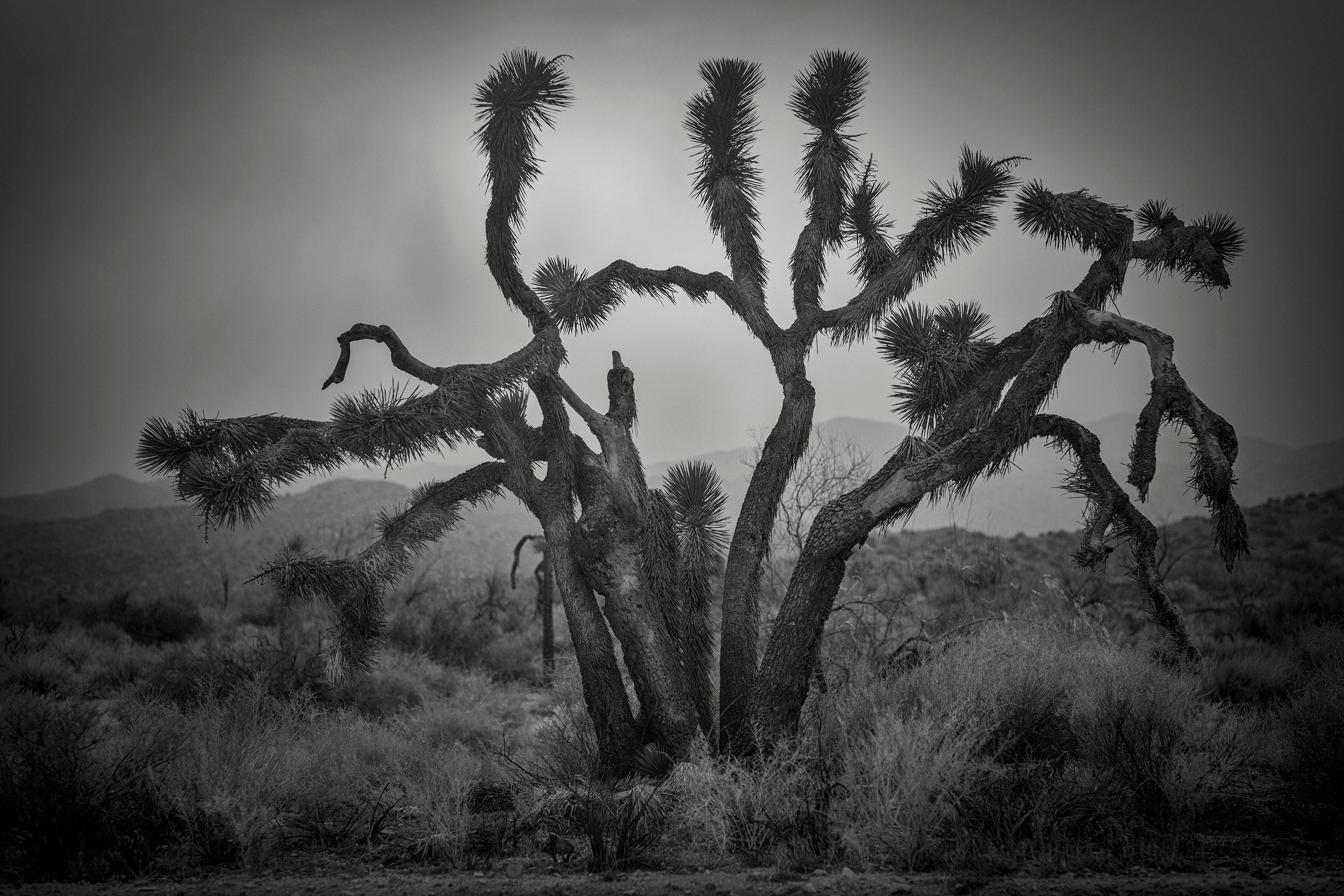 L1050493 PIPES CYN JOSHUA TREE 01.jpg
