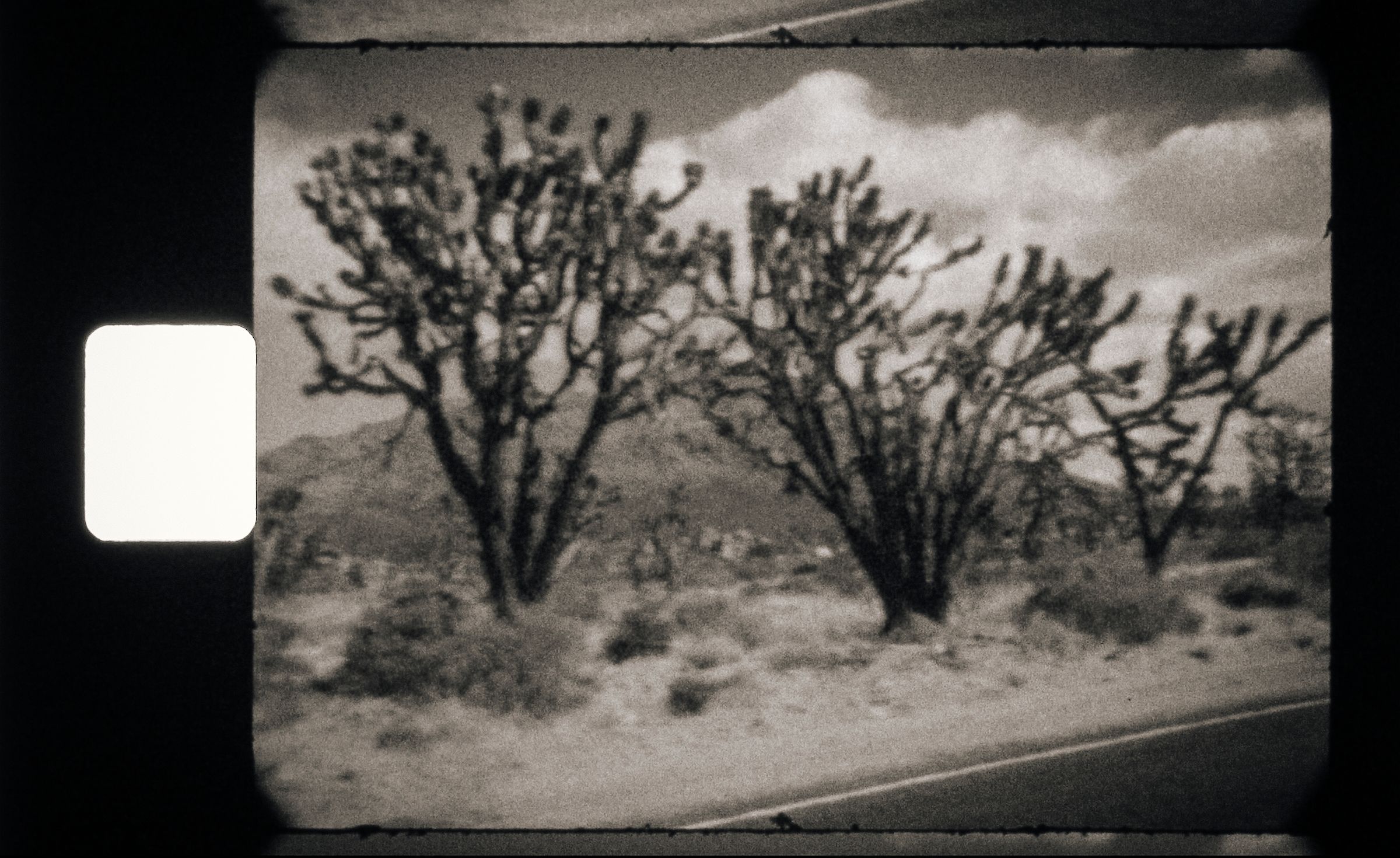 CIMA ROAD 3 TREES 01.jpg