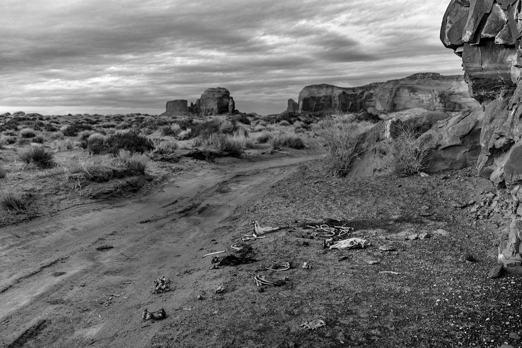 MM BLEACHED BONES 01.jpg