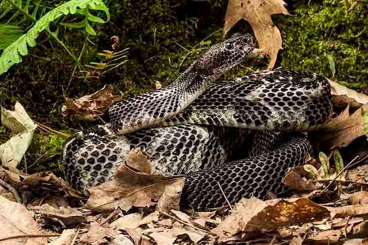 1blacktimberrattlesnake.jpg