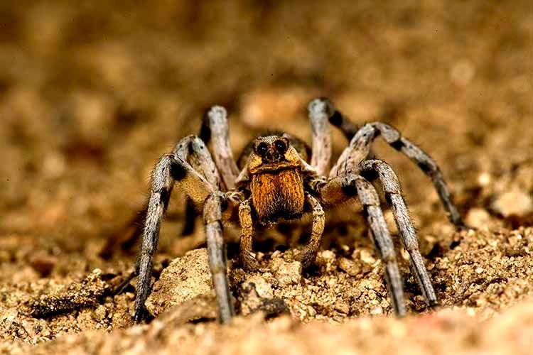 1wolf_spider.jpg
