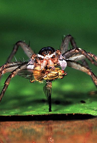 Fishing Spider