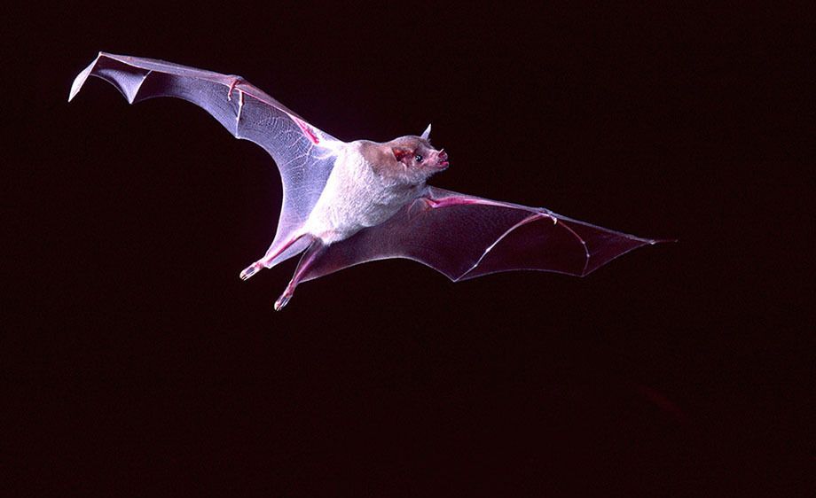 Mexican Long-tongued Bat