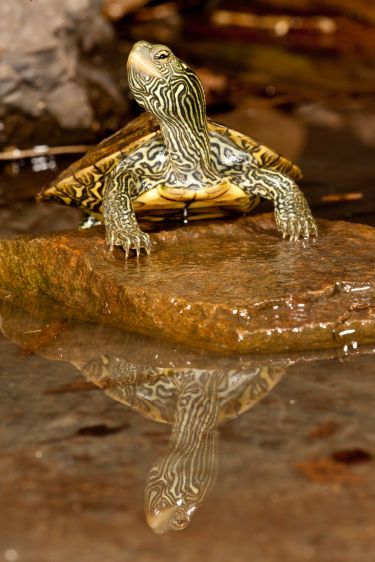 Map Turtle