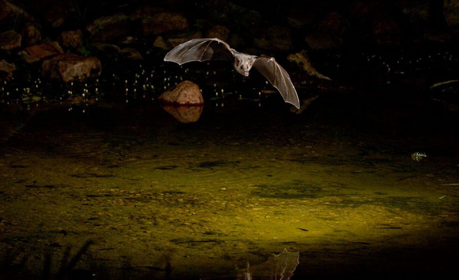 Lesser Long-nosed Bat