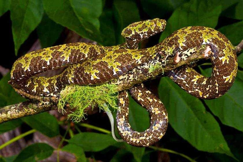 Mangshan's Viper